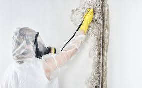 Best Environmental Consulting for Mold Prevention  in New Market, VA